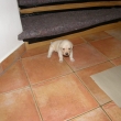 P�ece jen jsem je�t� prcek, jsou mi t�i ned�le - ale u� bezva b�h�m