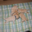 U� ba�t�me z misky